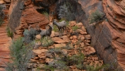 PICTURES/Leaving Zion on Mt. Carmel Hwy/t_Bighorn Sheep14.JPG